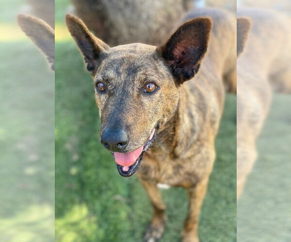 Medium Photo #3 Dutch Shepherd -Unknown Mix Puppy For Sale in Newport Beach, CA, USA
