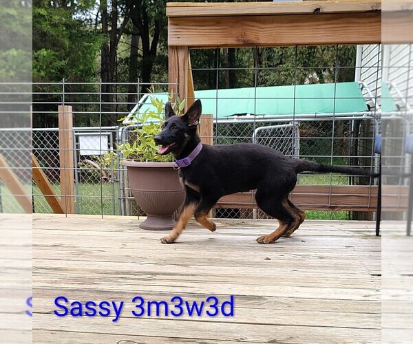 Medium Photo #2 German Shepherd Dog Puppy For Sale in WARRENTON, NC, USA