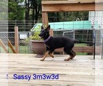 Small #1 German Shepherd Dog