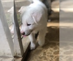 Small Photo #3 Wolf Hybrid Puppy For Sale in FILLMORE, LA, USA