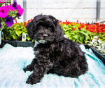 Small Photo #4 Cockapoo Puppy For Sale in WAKARUSA, IN, USA