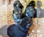 Small Photo #28 German Shepherd Dog Puppy For Sale in HEDGESVILLE, WV, USA