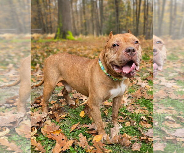 Medium Photo #2 American Pit Bull Terrier Puppy For Sale in Westminster, MA, USA