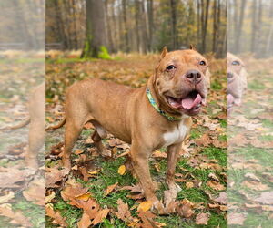 Mr. Wonderful - Male American Pit Bull Terrier Dog for Adoption - Photo #2