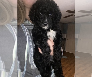 Goldendoodle-Poodle (Standard) Mix Puppy for sale in SAINT ANTHONY, IN, USA