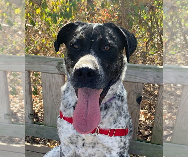 Medium Photo #4 Pointer-Unknown Mix Puppy For Sale in Elmsford, NY, USA