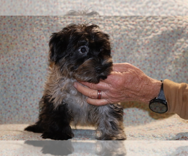 Medium Photo #36 Yorkiepoo mix (+ Poodle Toy) Puppy For Sale in DYERSBURG, TN, USA