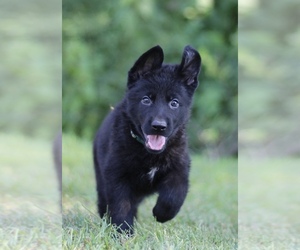 German Shepherd Dog Puppy for sale in DONGOLA, IL, USA