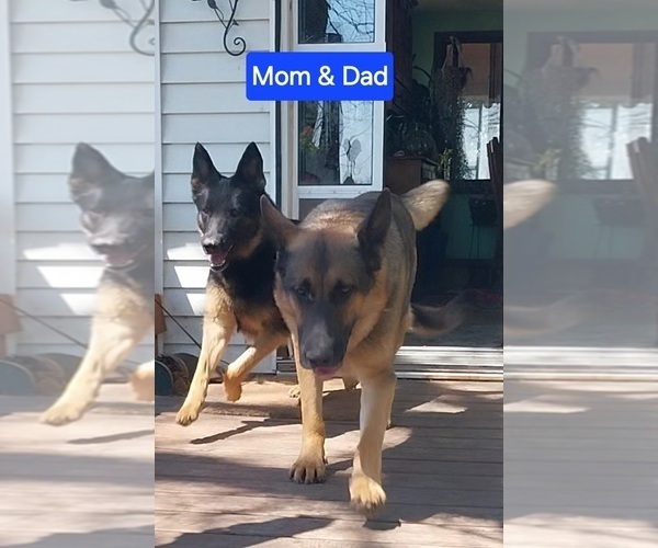 Medium Photo #4 German Shepherd Dog Puppy For Sale in MOUNTAIN LAKE, MN, USA