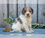 Small #1 Poodle (Miniature)-Portuguese Water Dog Mix