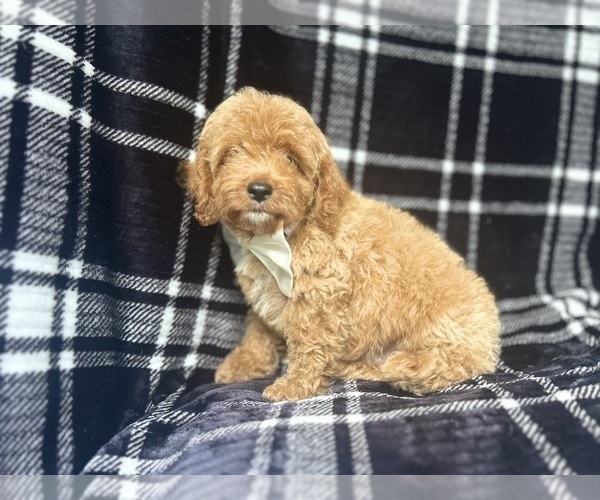 Medium Photo #3 Cock-A-Poo Puppy For Sale in LAKELAND, FL, USA