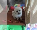 Small Photo #1 Maltese-Poodle (Toy) Mix Puppy For Sale in SPENCER, TN, USA