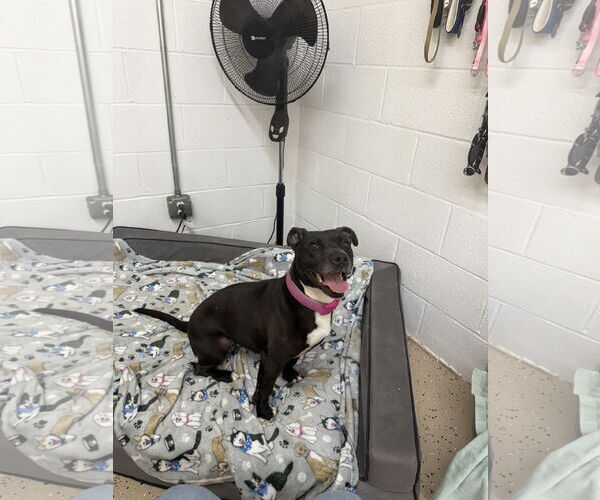 Medium Photo #7 Mutt Puppy For Sale in York, SC, USA