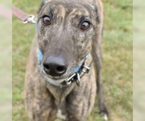 Medium Photo #1 Greyhound Puppy For Sale in Grandville, MI, USA