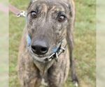 Small Greyhound