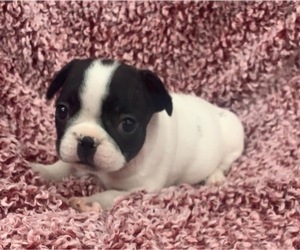 French Bulldog Puppy for sale in JOHNS ISLAND, SC, USA