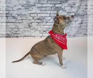 Glynnis - Female Mutt Dog for Adoption - Photo #2