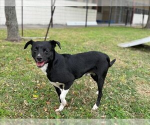 Chihuahua-Unknown Mix Dogs for adoption in Texas City, TX, USA