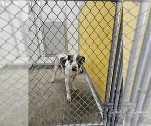 American Pit Bull Terrier-Unknown Mix Dogs for adoption in Temple, TX, USA