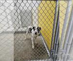 Small American Pit Bull Terrier Mix