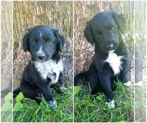 Border Collie-Gollie Mix Puppy for sale in WEST CONCORD, MN, USA