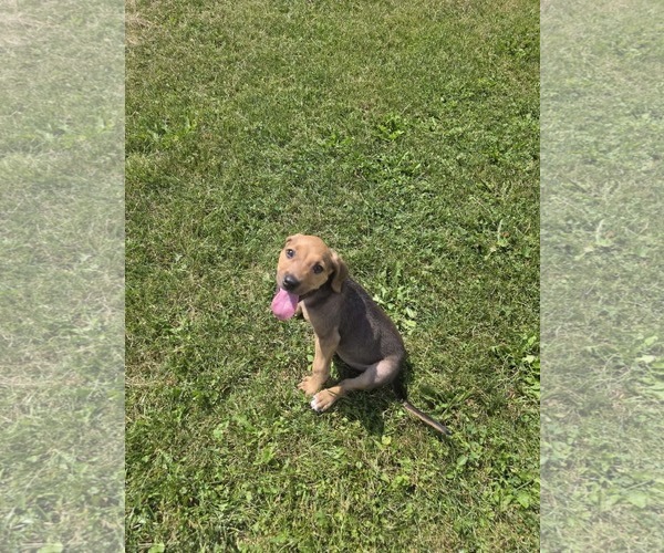 Medium Photo #2 Beagle-Unknown Mix Puppy For Sale in SHERBURNE, NY, USA
