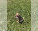 Small #1 Beagle Mix