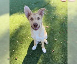 Siberian Husky Dogs for adoption in Salinas, CA, USA