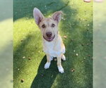 Ko Joe - Male Siberian Husky Dog for Adoption - Small photo