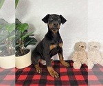 Small #1 Doberman Pinscher