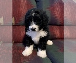 Small Photo #1 Bernedoodle Puppy For Sale in REBERSBURG, PA, USA