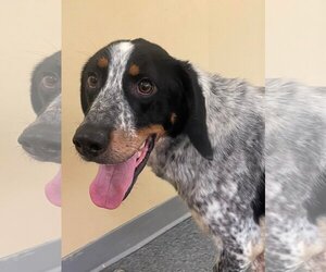Bluetick Coonhound-Unknown Mix Dogs for adoption in Low Moor, VA, USA