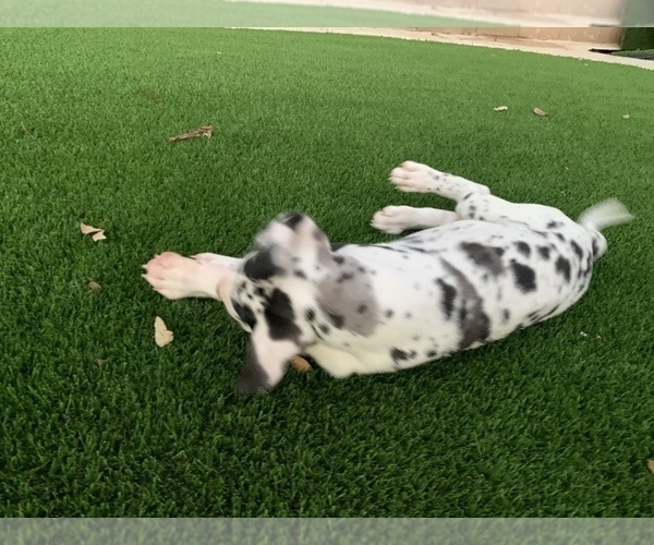 Medium Photo #2 Great Dane Puppy For Sale in MARICOPA, AZ, USA