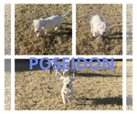Small Photo #9 Dogo Argentino Puppy For Sale in EDMOND, OK, USA