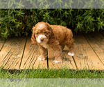 Small #16 Cocker Spaniel