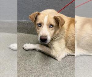 Siberian Husky-Unknown Mix Dogs for adoption in Las Vegas, NV, USA