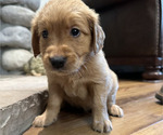Puppy Purple Golden Retriever