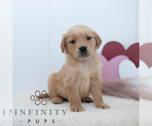 Golden Retriever Puppy for sale in NEWPORT, PA, USA