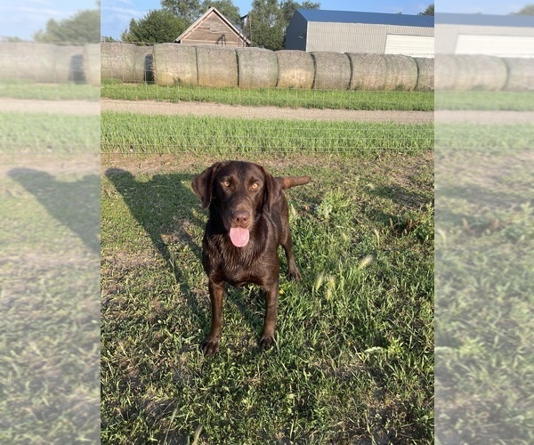 Medium Photo #1 Labrador Retriever Puppy For Sale in DIMOCK, SD, USA