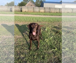 Mother of the Labrador Retriever puppies born on 08/07/2026