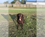 Small Photo #1 Labrador Retriever Puppy For Sale in DIMOCK, SD, USA