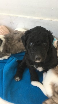 Medium Photo #1 Australian Shepherd-Labradoodle Mix Puppy For Sale in MIDDLETOWN, RI, USA