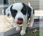 Small #2 Mutt