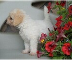 Small Photo #2 Poochon Puppy For Sale in FREDERICKSBG, OH, USA