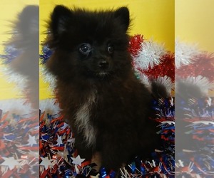 Pomeranian Puppy for sale in INOLA, OK, USA