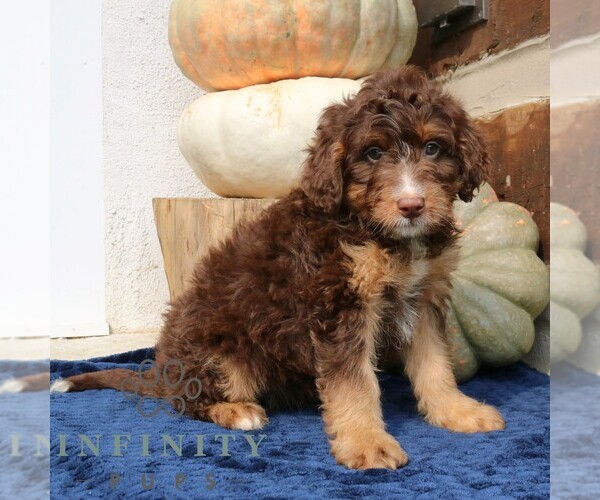 Medium Photo #3 Bernedoodle (Miniature) Puppy For Sale in NARVON, PA, USA