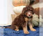 Small #2 Bernedoodle (Miniature)