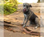 Small #2 Catahoula Leopard Dog Mix