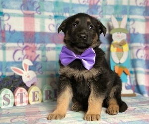 German Shepherd Dog Puppy for sale in LANCASTER, PA, USA