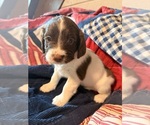 Small #1 English Springer Spaniel